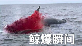 Pantai California, menyaksikan momen "ledakan paus" dari jarak yang sangat dekat