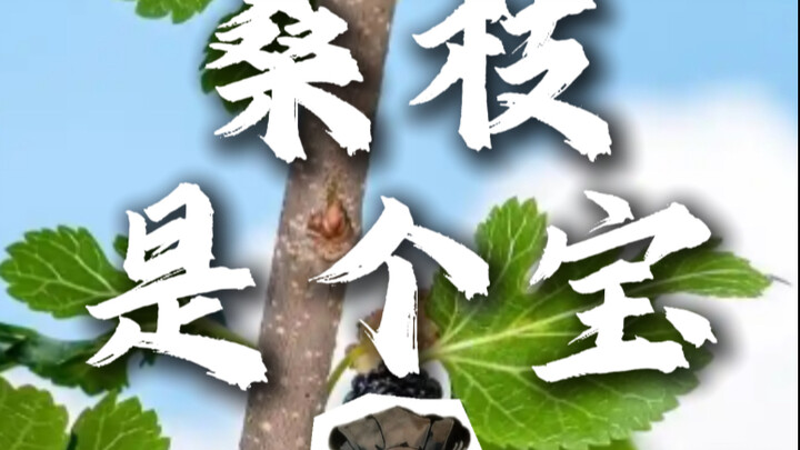 Cành dâu là một thứ rất tốt