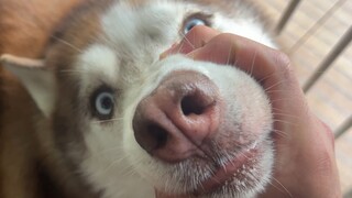 Husky: I know I was wrong, but I will do it again next time!