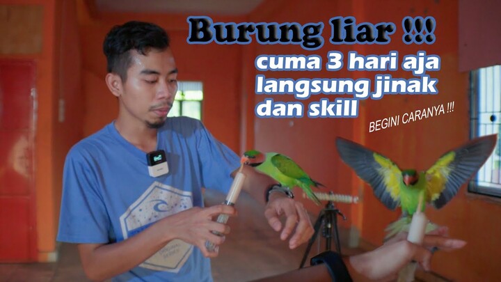 cara menjinakan betet sumatra liar , cuman 3 hari dari liar auto jinak trick & langsung  free fly ?