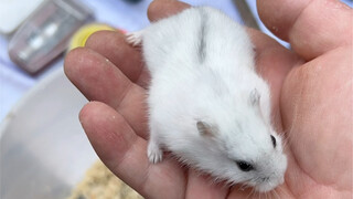 Bàn tay này thật độc ác!