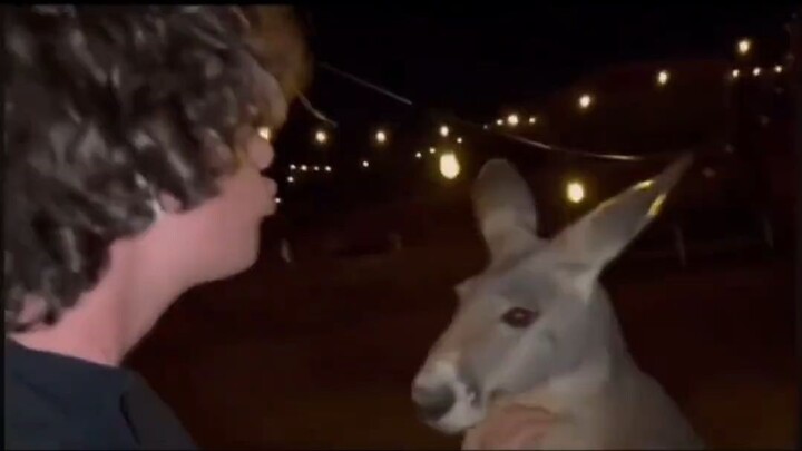 Đôi mắt của chú kangaroo đang phát ra trái tim đó!!!