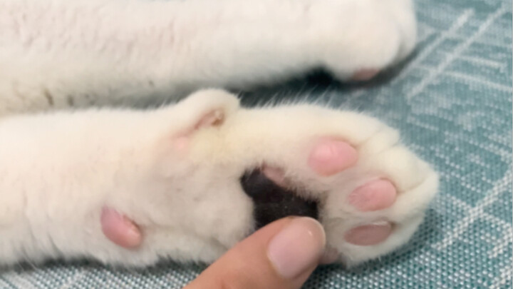 A fragrant little kitten!