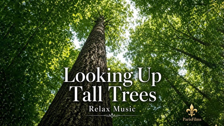 Looking Up Tall Trees | Relax Music | Forest Canopy for Sleep & Study
