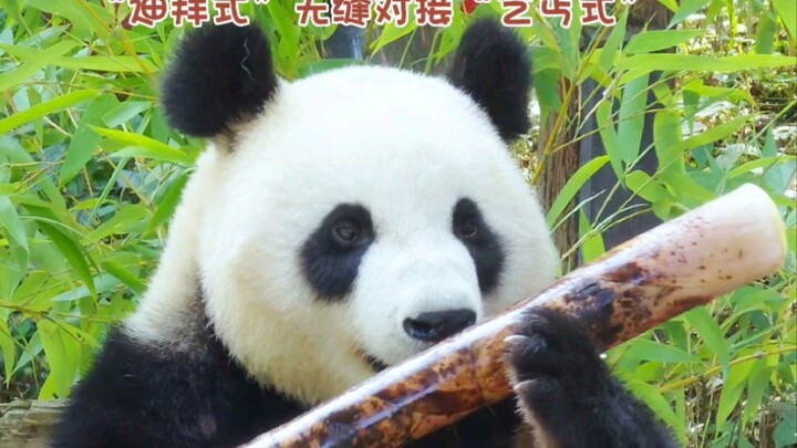 【แพนด้ายักษ์จิ่วจิ่ว】ลูกสาวไฮโซอวดหน่อไม้จาก “ดูไบ” กลายเป็น “ขอทาน” ฉันรู้สึกเหมือนเห็นตัวเองช่วงก่