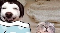 When your parents are abstract #catmemelittletheater #catmeme
