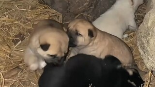 What should I do without my little puppy?