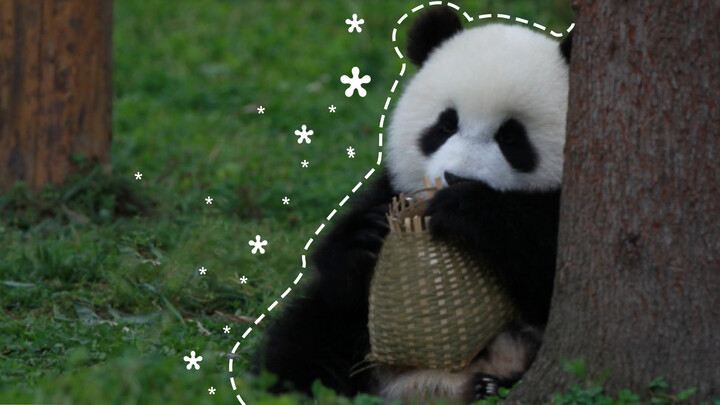 【Panda Hao Yue】Caretaker Mummy, I’m Coming To Get You!