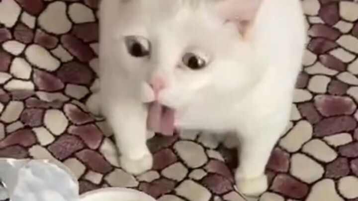 Cat: What’s this yummy food?