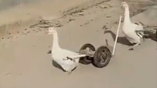 "Menantang  Kerang"❷❹