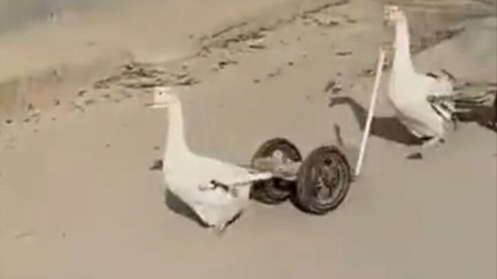 "ยาก  หอย"❷❹