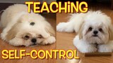 Teaching Borgy the Shih Tzu Self-Control Compilation (Cuteness Overload)