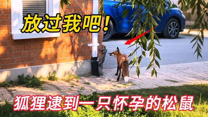The fox caught a pregnant squirrel but eventually let it go. A kind girl fed it, and the fox returne