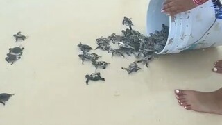 迎着海浪奔向大海的小海龟们：冲呀！
