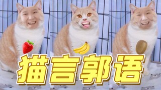 When the little kitten meets Teacher Guo! A hilarious recreation of "Mihotel"! The ending is intense