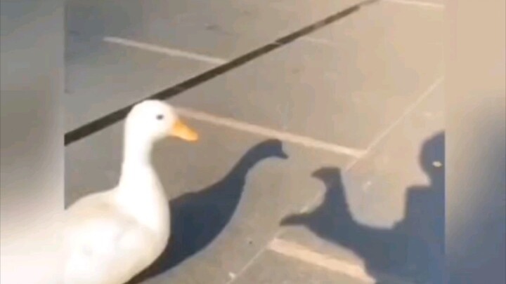 我就喜欢你桀骜不驯的鸭子