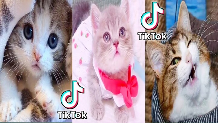 Video Kucing terbaik yang paling bikin ngakak 2020 || Cute Cats and Kittens - Aleasigi the sister