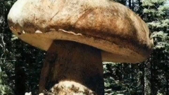 Cogumelos Gigantes Petrificados e a Fauna Colossal do Passado..