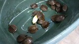 Malayan Box Turtles so cute. 🥰
