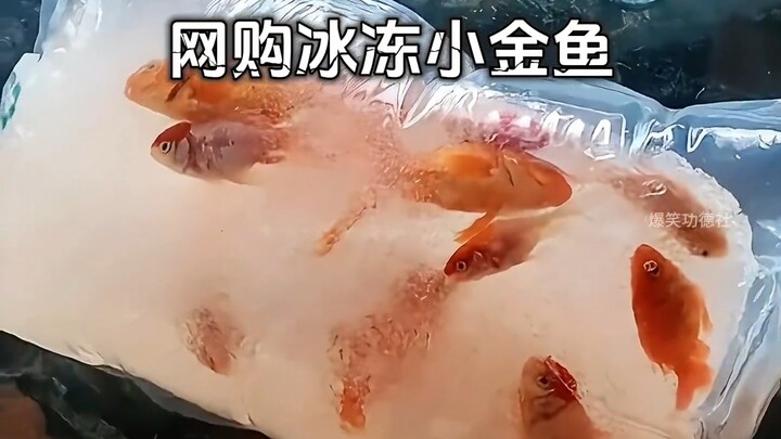 Điểm danh những tình huống mua sắm online “lầy lội” nhất! Cười muốn vỡ bụng luôn!