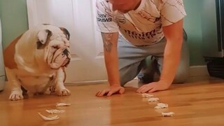 bulldog cute moments