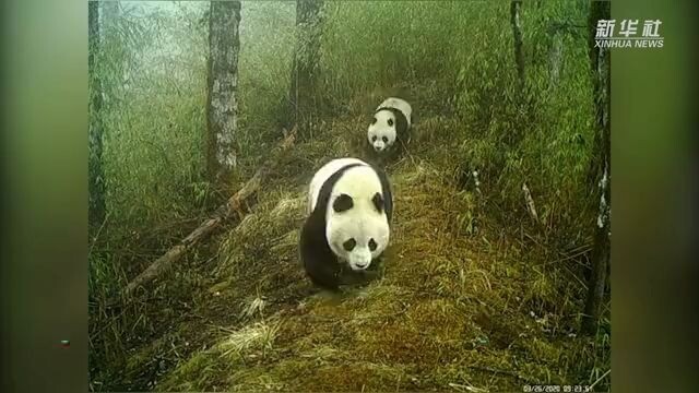 A rare sight! A wild giant panda strolls with its cub.