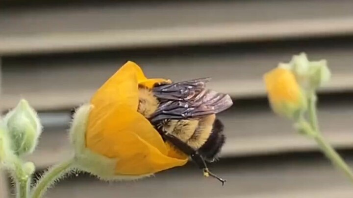 Jika kamu melihat makhluk kecil berbulu lebat dan gemuk ini pingsan, pastikan kamu menyelamatkannya!