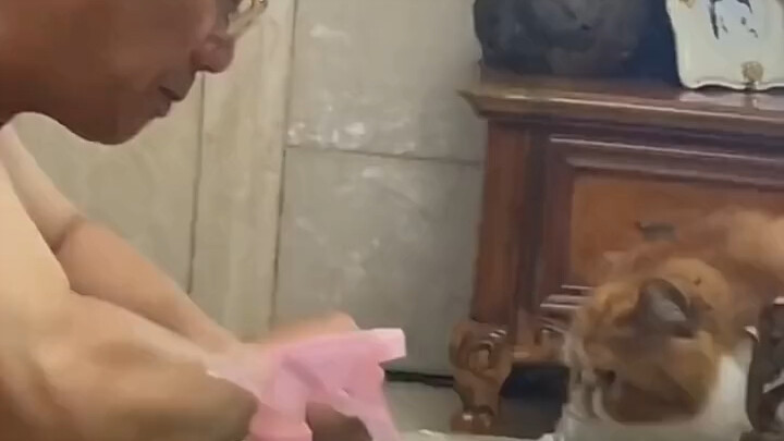 Kucing kecil apa yang bisa punya niat jahat～