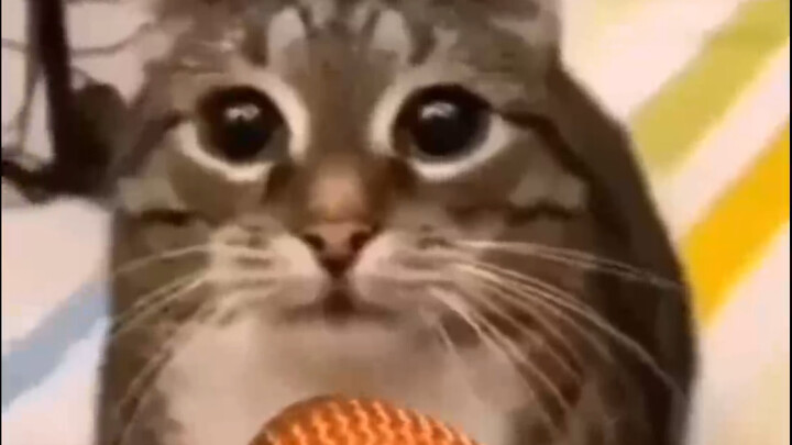 【Cat Meme】Original Interview Video with the Cat