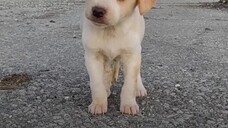 Puppy Found With Garbage