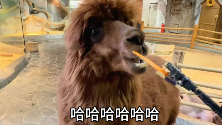 First-Person Tour of Changsha’s Hottest Indoor Zoo