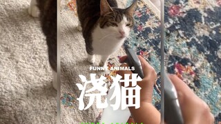 My cat probably thinks it's a flower‼️