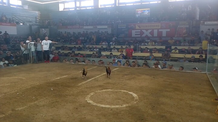 9MONTHS DEVIL DOM🏆🏆🏆 VS 2YRS OLD MAYAHIN ROLIGON COCKPIT