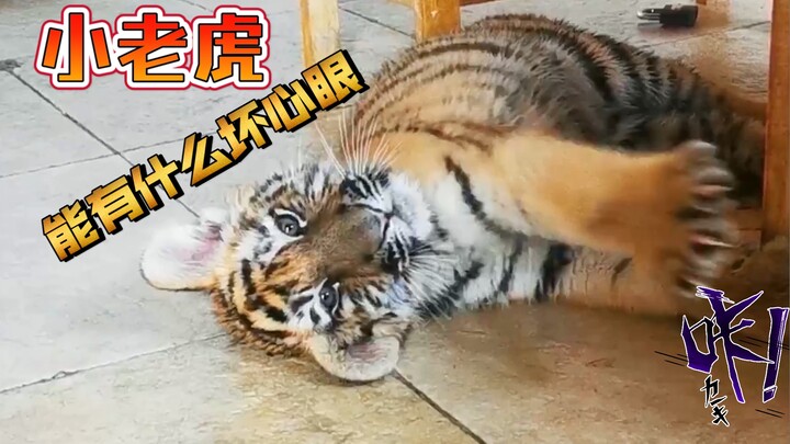Một chú hổ con thì làm gì có ý xấu, chỉ là muốn thu hút sự chú ý của bạn thôi mà!