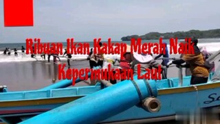 Ribuan Ikan Kakap Merah Muncul Kepermukaan di Batu Karas Pantai Pangandaran