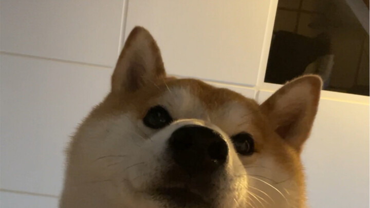 đô đô đô đô!