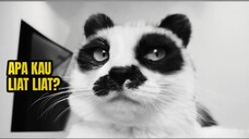 Mahluk Apa Sebenarnya Ini? Apakah Ucing? Apakah Panda?