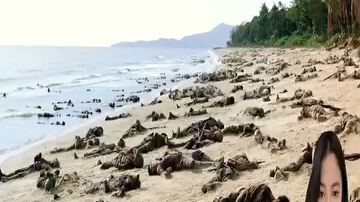 Ang Gabi ng mga Sundalo Pag ibig at Digmaan sa Australia