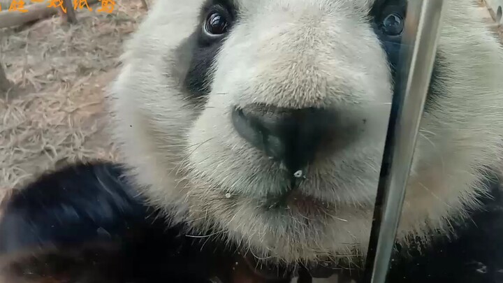 胖大海呆萌的长见面会，还挥爪爪