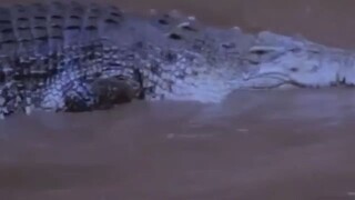 RATU BUAYA PUTIH