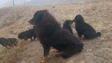 The two adopted cubs came back to their mother's home.