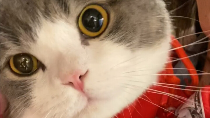 Old Wang Next Door Has Appeared! Episode 1 of the Epic Cat Idol Drama!