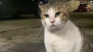 It thought about it and finally decided that it was an orange cat.