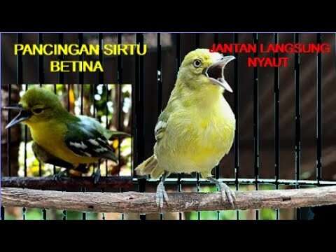 pancingan sirtu betina memanggil jantan