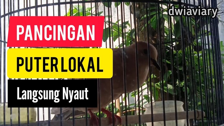 SUARA PUTER LOKAL JANTAN GACOR TANGERIN