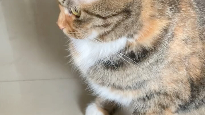 Kucing: Ngebut pulang hanya untuk memergoki…