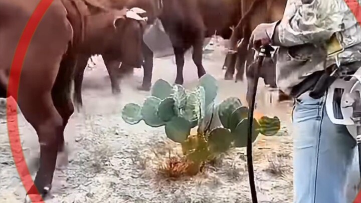 เขาต้องเผากระบองเพชรก่อน#burn #cactus #reels #foods #pets #farm