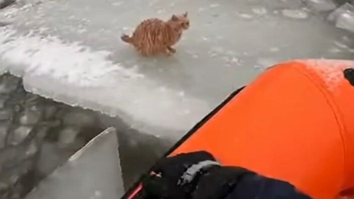 We Pushed Through the Ice to Save This Cat