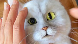 Here comes the great method of changing eyes ~~ Change the eyes of your kitten