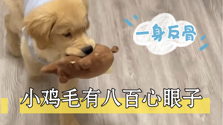 เจ้าไก่จิ๋วมีเล่ห์เหลี่ยมถึง 800 อย่าง! ไม่เชื่อก็นับดูสิ~